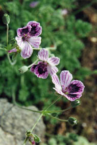 Erodium petraeum ssp glandulosum